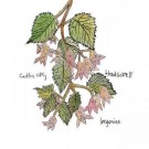 Caitlin Cary and Thad Cockrell - Begonias